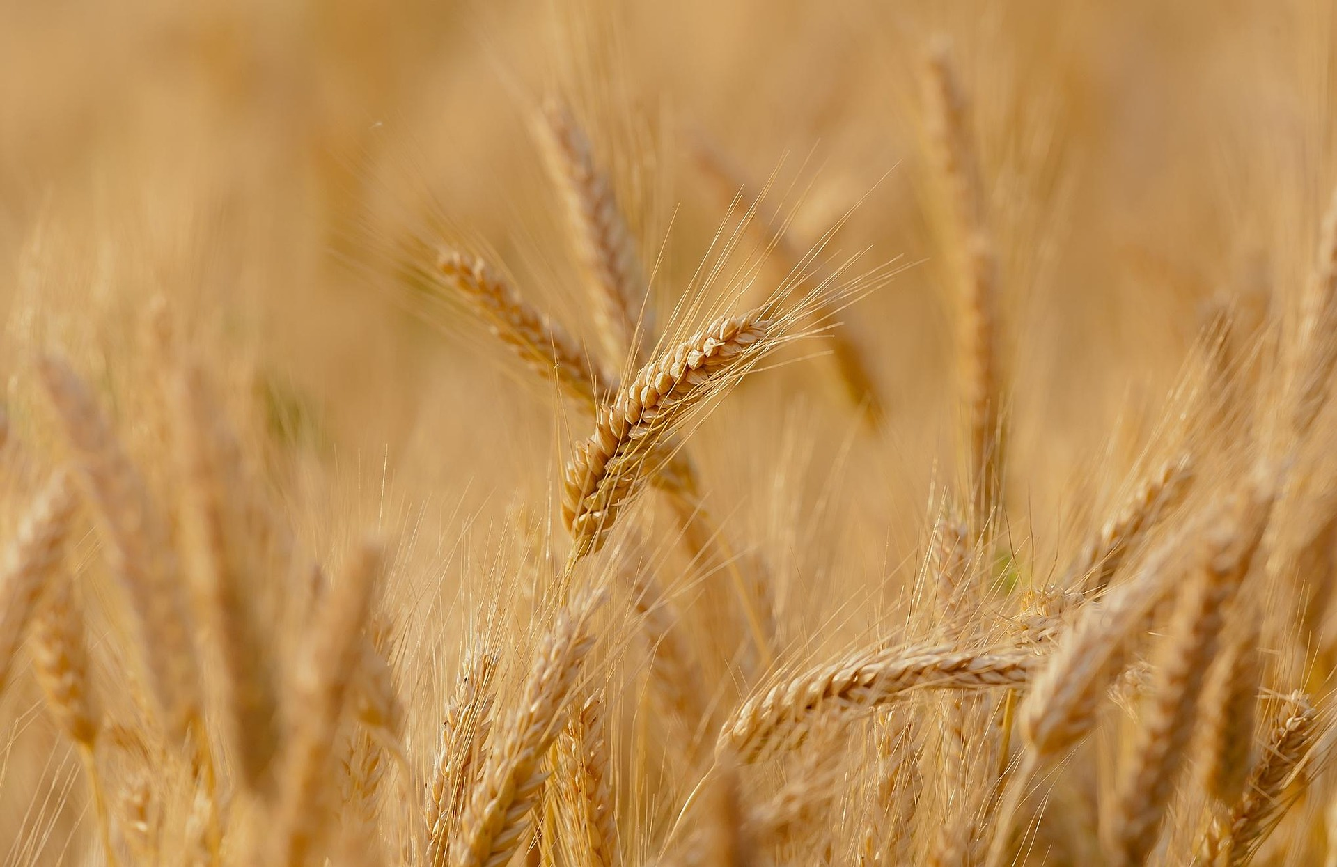A field of mature wheat illustrating the beauty of creation created and redeemed by Christ in these last days